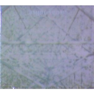 画像: Async Sense / Async Sense 【CD】ラスト1枚